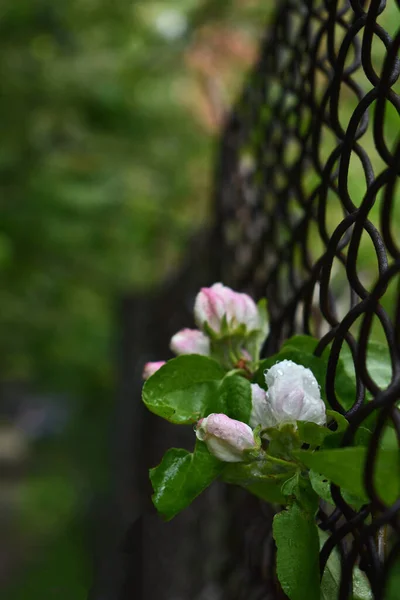 Λεπτή Λουλούδια Μεγαλώνουν Στο Φράχτη Της Πόλης — Φωτογραφία Αρχείου