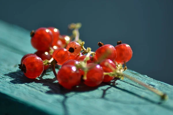 Primer Plano Bayas Grosella Roja — Foto de Stock