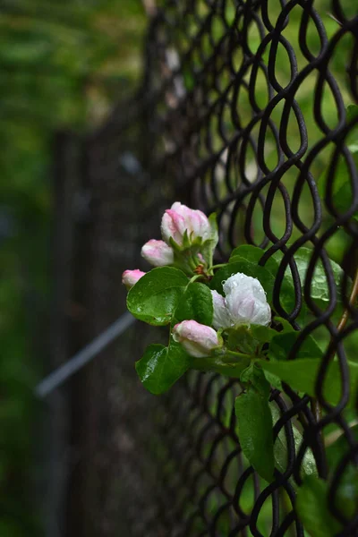 delicate flowers grow on the city fence