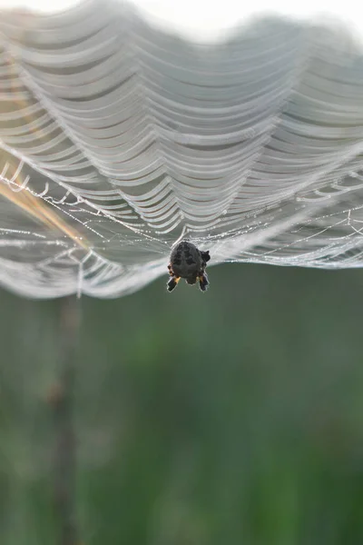 蜘蛛坐在森林里的一张网上 — 图库照片