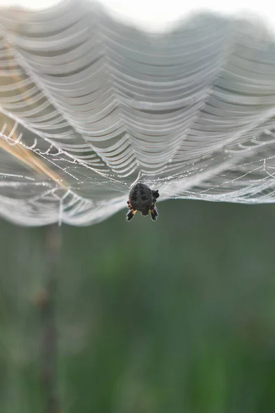 Araña Sienta Una Telaraña Bosque — Foto de Stock