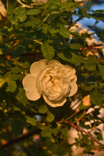 Λευκό Τριαντάφυλλο Την Αυγή — Φωτογραφία Αρχείου