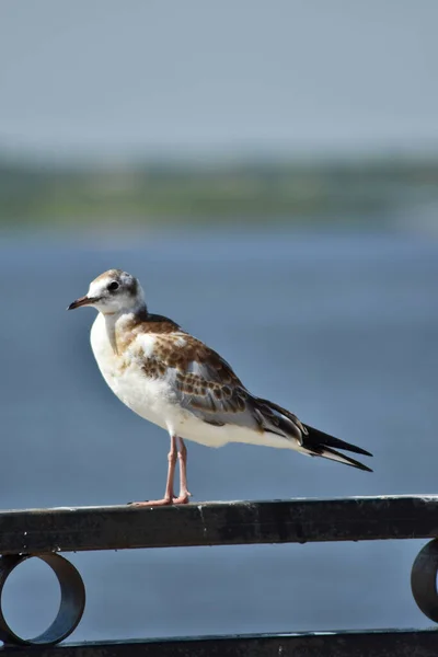 Vogelmöwe Flussufer — Stockfoto