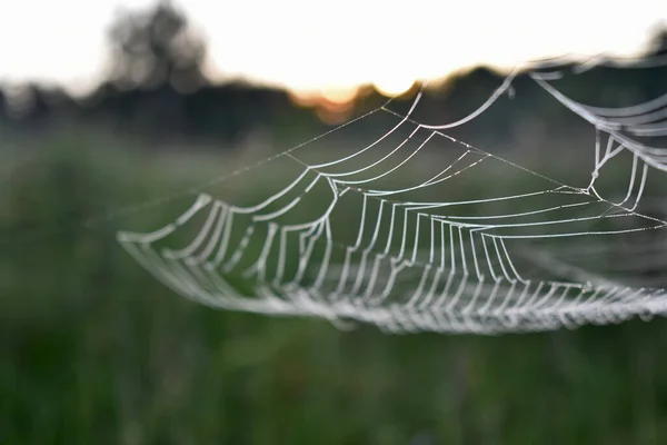 Spider Est Assis Sur Une Toile Dans Les Bois — Photo