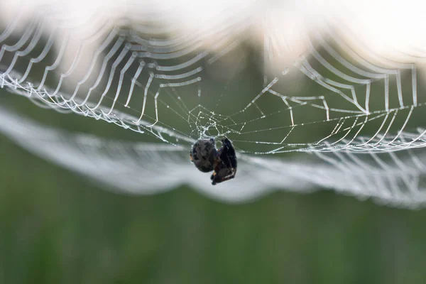 クモは森の中の網に座っている — ストック写真