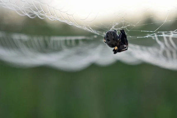 蜘蛛坐在森林里的一张网上 — 图库照片