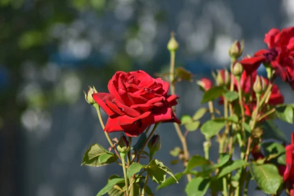 Σκάρλετ Τριαντάφυλλα Μεγαλώνουν Στον Κήπο — Φωτογραφία Αρχείου