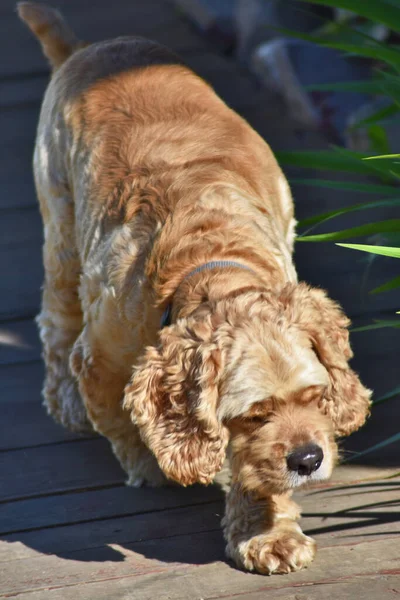 Dog Cocker Spaniel Caminhadas Parque — Fotografia de Stock