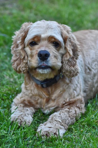 Dog Cocker Spaniel Spaceruje Parku — Zdjęcie stockowe