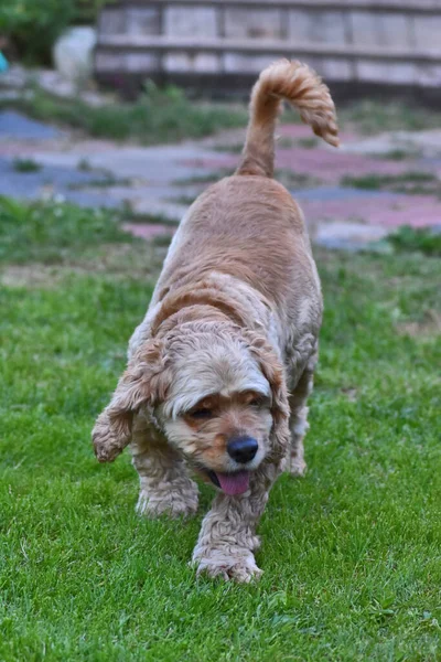 Dog Cocker Spaniel Spaceruje Parku — Zdjęcie stockowe