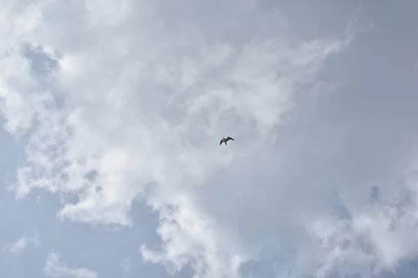 Vogel Fliegt Hoch Den Himmel — Stockfoto