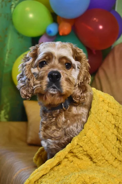 Ekoseli bir köpek kanepede dinleniyor.