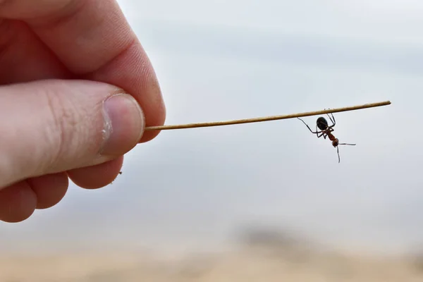 Formiga Pendurada Uma Palha — Fotografia de Stock