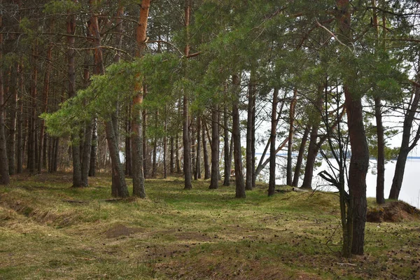 Wolga Rivierkust Zomer — Stockfoto