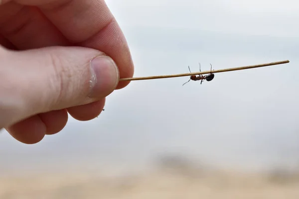 Formiga Pendurada Uma Palha — Fotografia de Stock