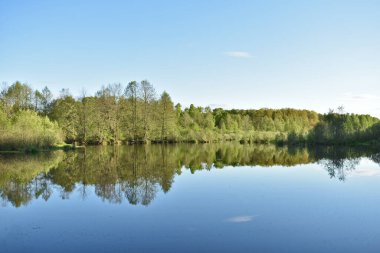 Ağaçlar küçük bir gölde yansır.