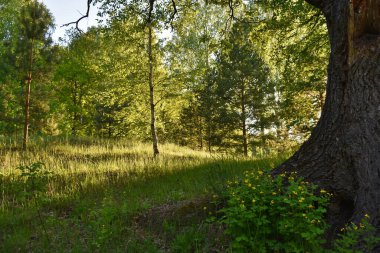 Yaz ormanında güzel bir gün batımı