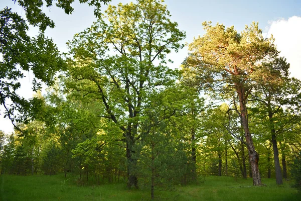 Beautiful Sunset Summer Forest — Stock Photo, Image