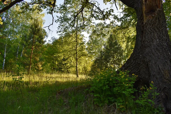 Prachtige Zonsondergang Het Zomerbos — Stockfoto