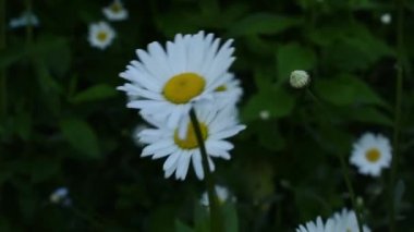 Papatyalar yazın rüzgarda sallanır.