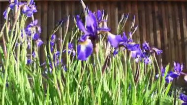 Küçük rüzgar bahçede çiçekleri sallar