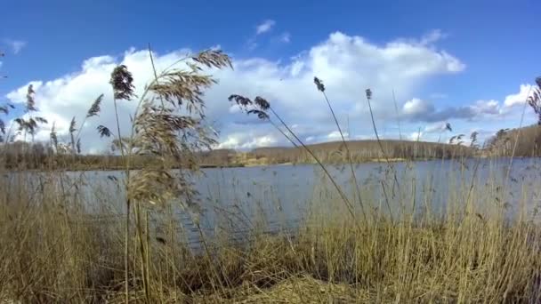 Wind Schüttelt Gras Ufer Des Sees — Stockvideo