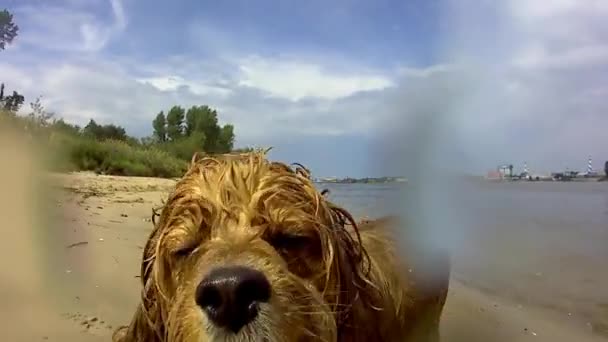 Anjing Bergetar Setelah Berenang Sungai — Stok Video