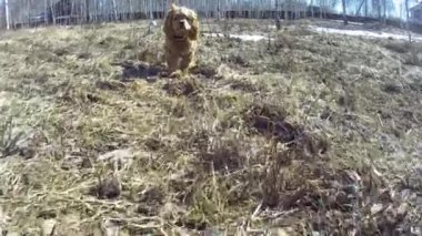 Meraklı köpek kameraya bakıyor.