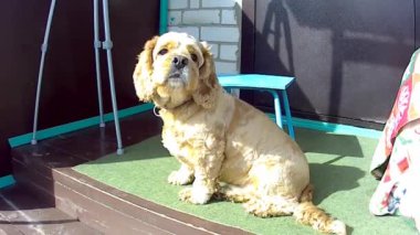 Kar köpeğe çarpar.