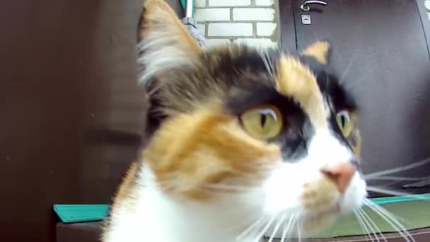 호기심많은 고양이가 카메라를 들여다보고 — 비디오