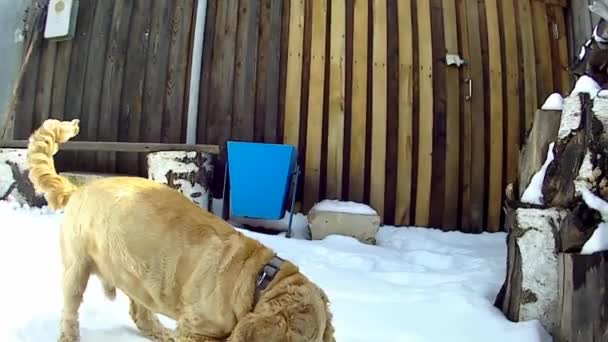 Dog Cocker Spaniel Speelt Tuin — Stockvideo