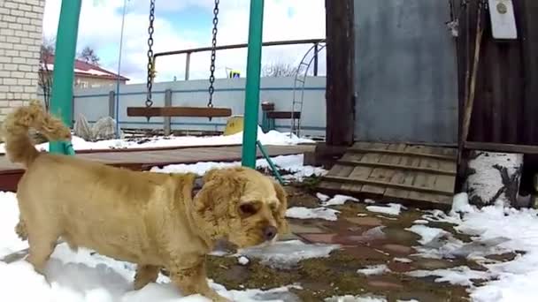 Honden Spelen Het Dorp — Stockvideo