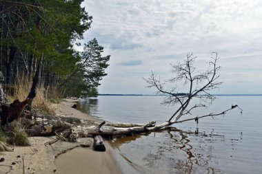 Nehir kıyısında devrilmiş bir ağaç