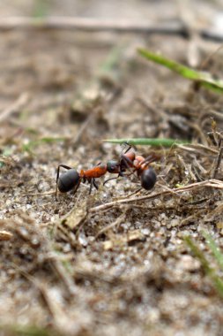 Karıncalar ormanda çalışır.