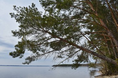 Nehir kıyısında devrilmiş bir ağaç