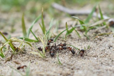 Karıncalar ormanda çalışır.