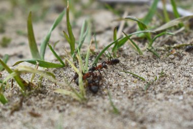 Karıncalar ormanda çalışır.