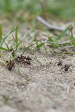 Karıncalar ormanda çalışır.