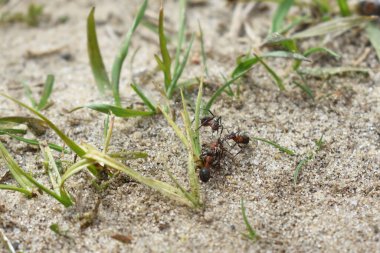 Karıncalar ormanda çalışır.