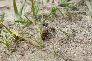 Karıncalar ormanda çalışır.