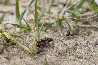 Karıncalar ormanda çalışır.