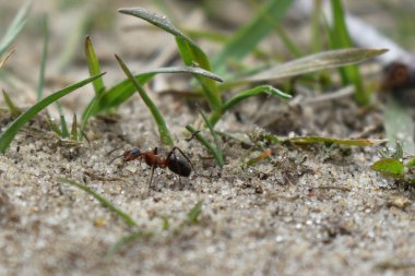Karıncalar ormanda çalışır.