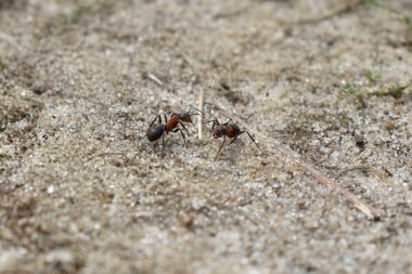 Karıncalar ormanda çalışır.