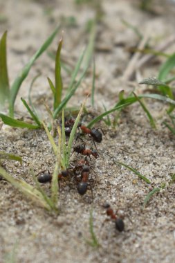 Karıncalar ormanda çalışır.