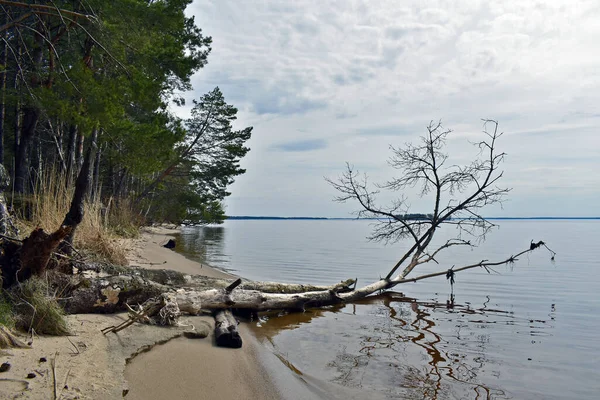 Nehir kıyısında devrilmiş bir ağaç