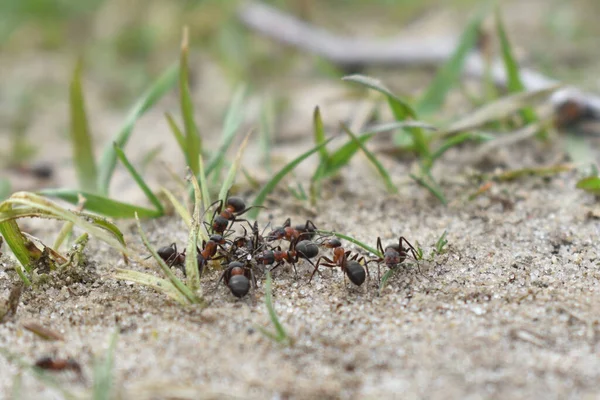 Ants Work Forest — Stock Photo, Image