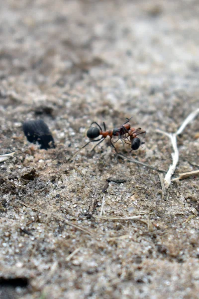 Fourmis Travaillent Dans Forêt — Photo