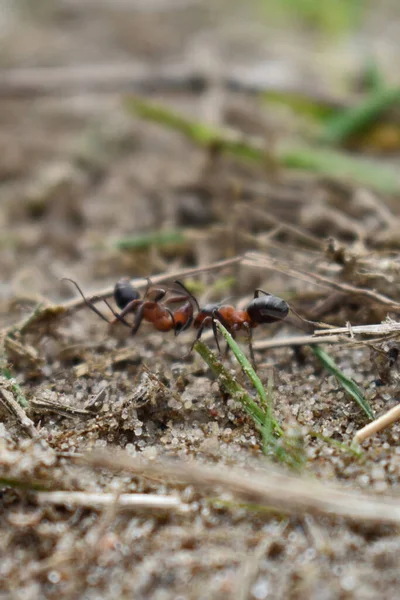 Mrówki Pracują Lesie — Zdjęcie stockowe