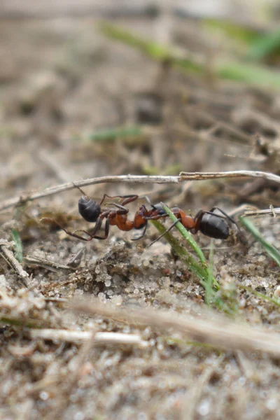Karıncalar ormanda çalışır.