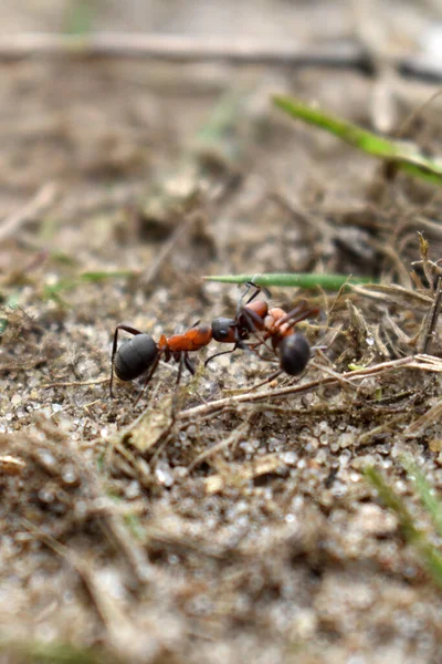 Karıncalar ormanda çalışır.